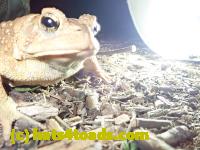 /home//u458753944/public_html/sourcegallery////Roxborough Toad Detour/2020/2020-03-20/P3200384.JPG